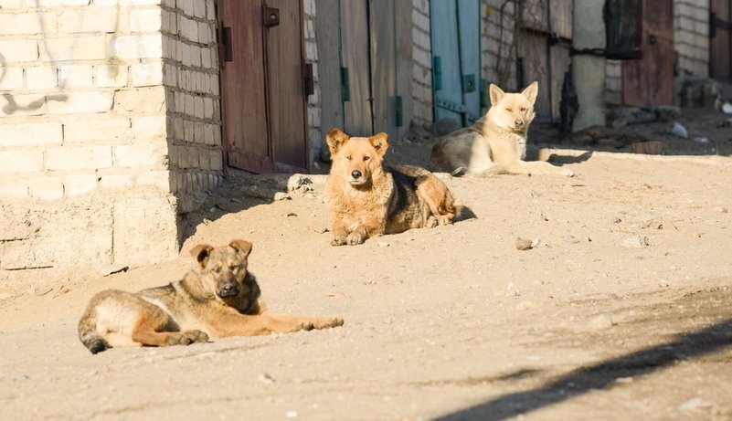 Бездомные собаки в Чите. Фото: Анатолий Мишаков
