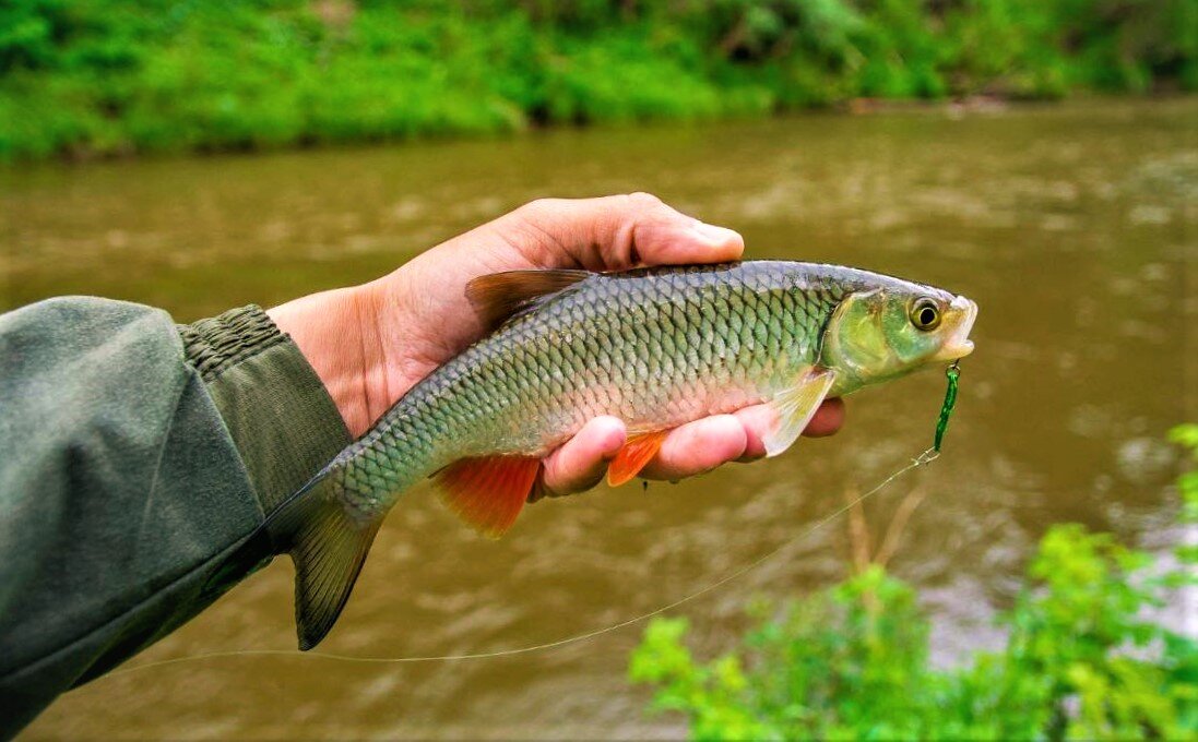 Где водится голавль. Голавль рыба. Голавль Squalius cephalus. Афипский голавль. Голавль рыба голавль.