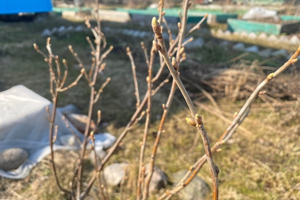 А не пора ли поливать кусты кипятком? И когда будет пора?3