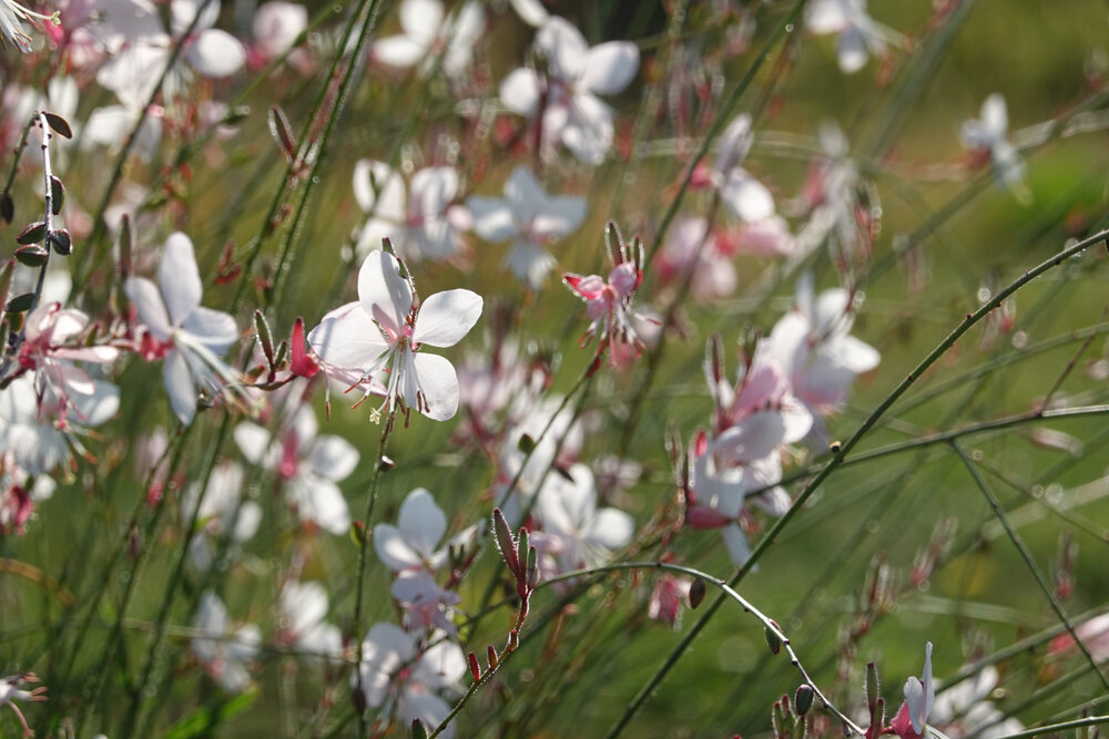 Фото с theenglishgarden.co.uk