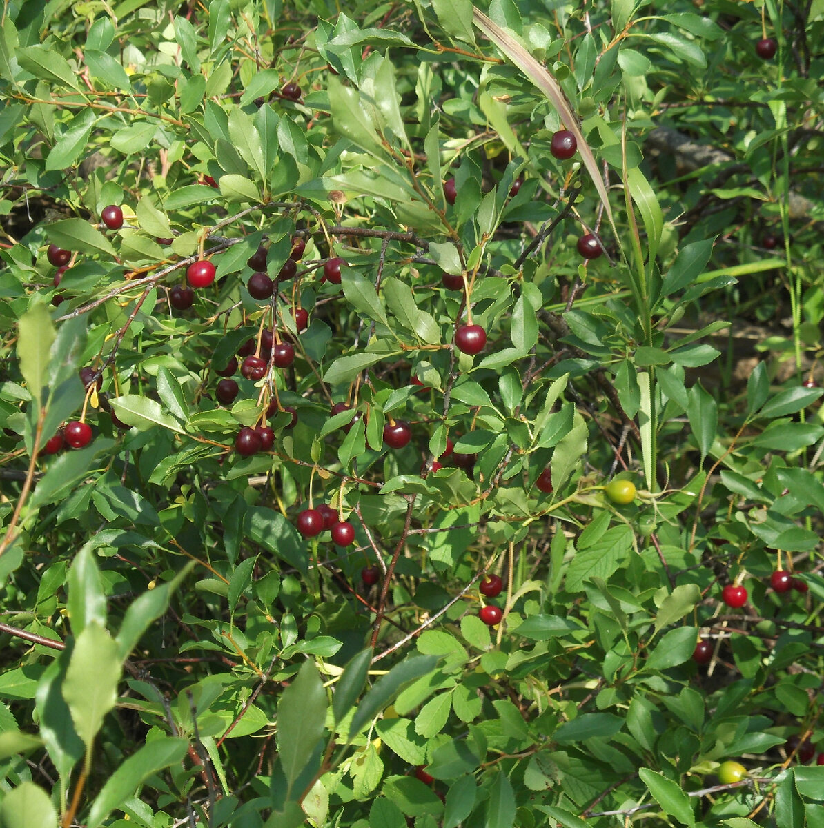 Фото автора.