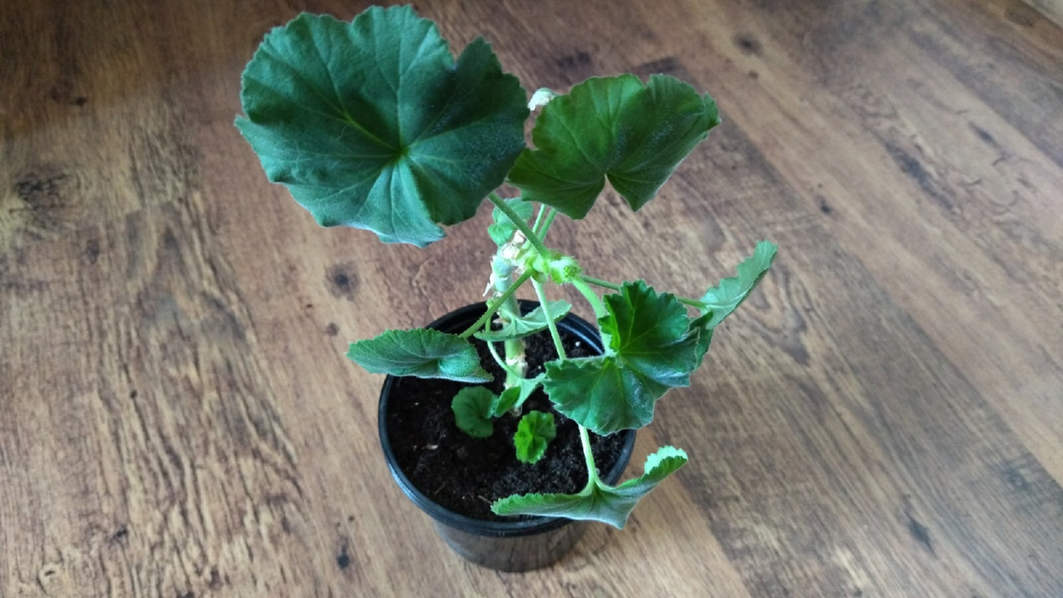 Такая пеларгония нуждается в обрезке. Фото автора