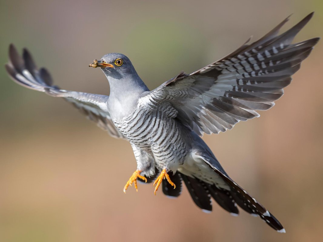 "Бескозырка белая, в полоску воротник"- поматросил,как говорится и ку-ку, бывай здоров, тащит витаминку в клювике  для себя любимого.