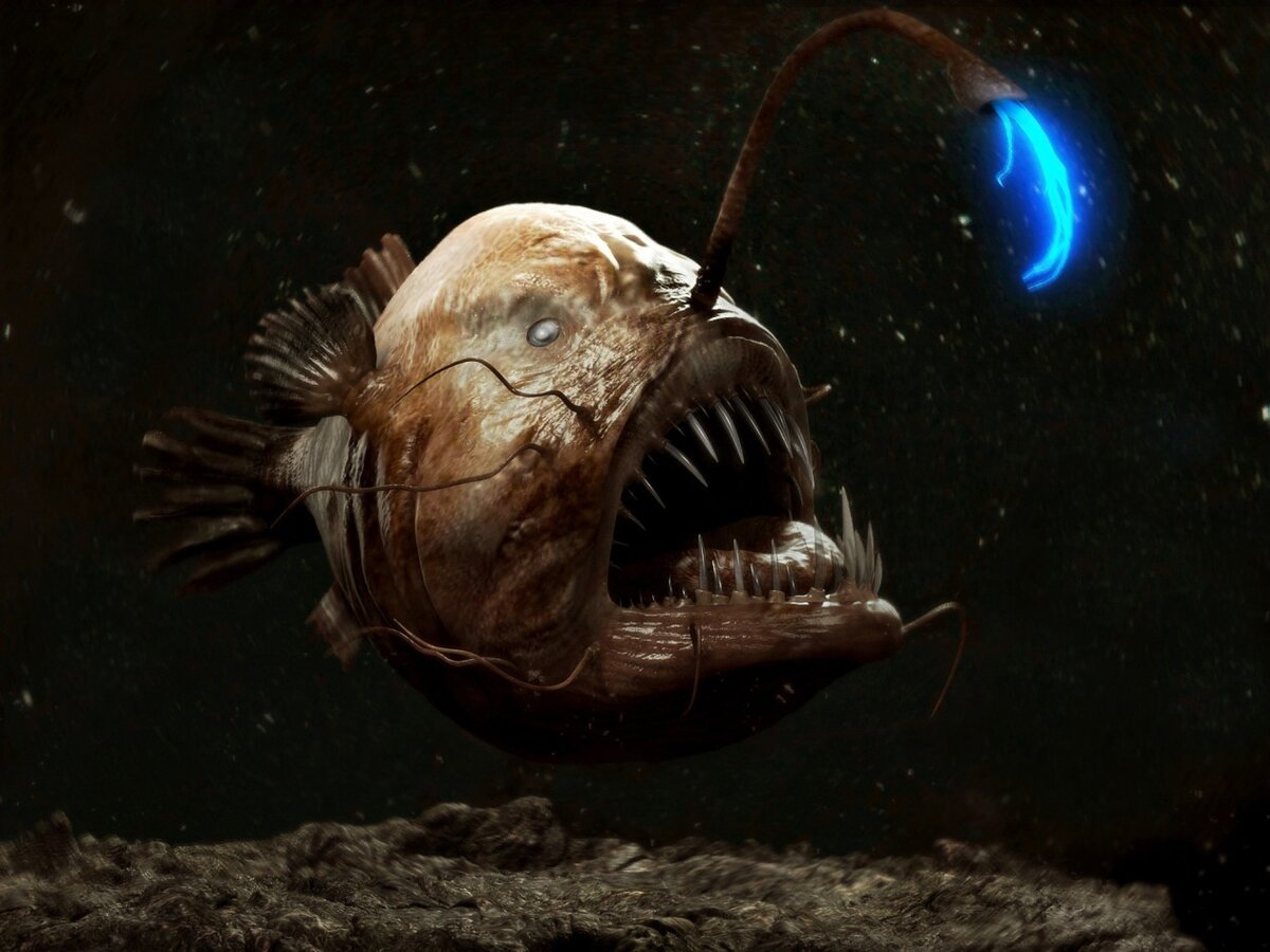 Рисунок из интернета: https://animalinfo.ru/