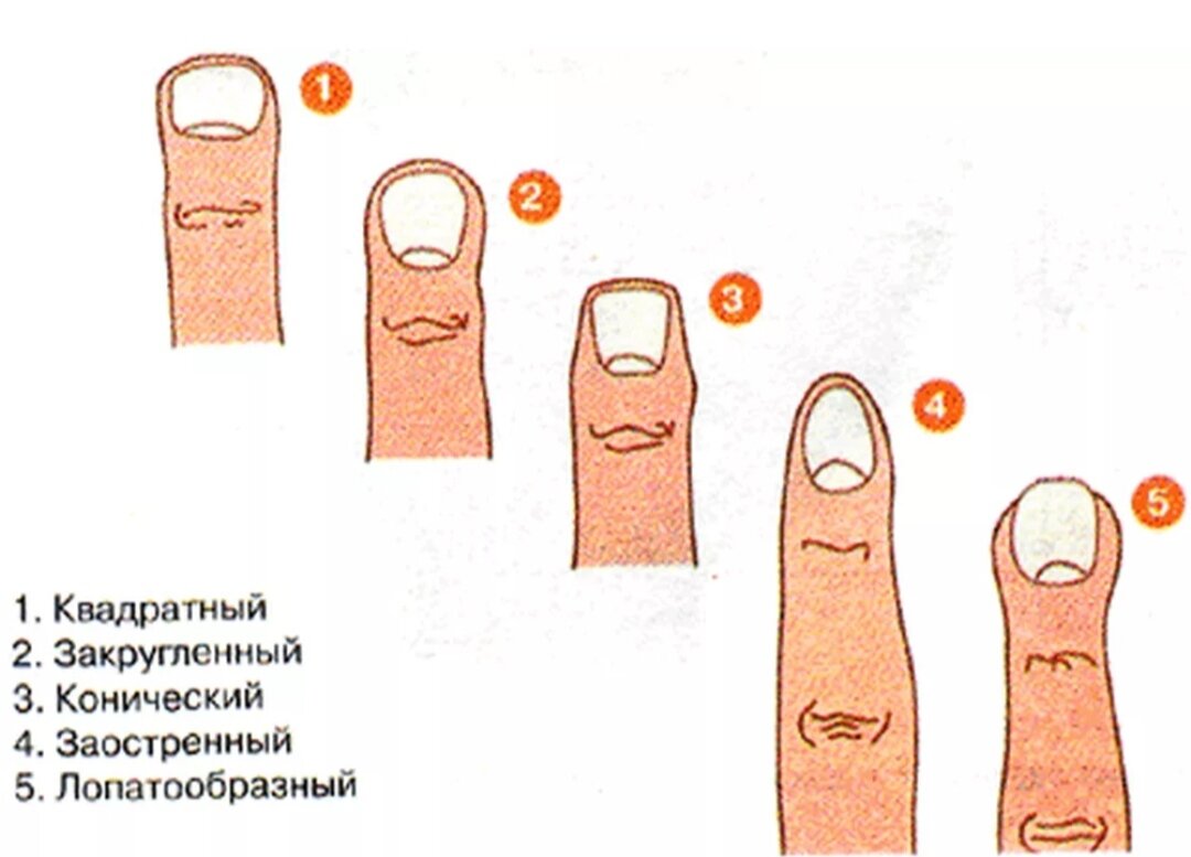 О чем говорит форма ногтей. Форма пальцев на руках. Характер по форме пальцев. Типы кончиков пальцев.
