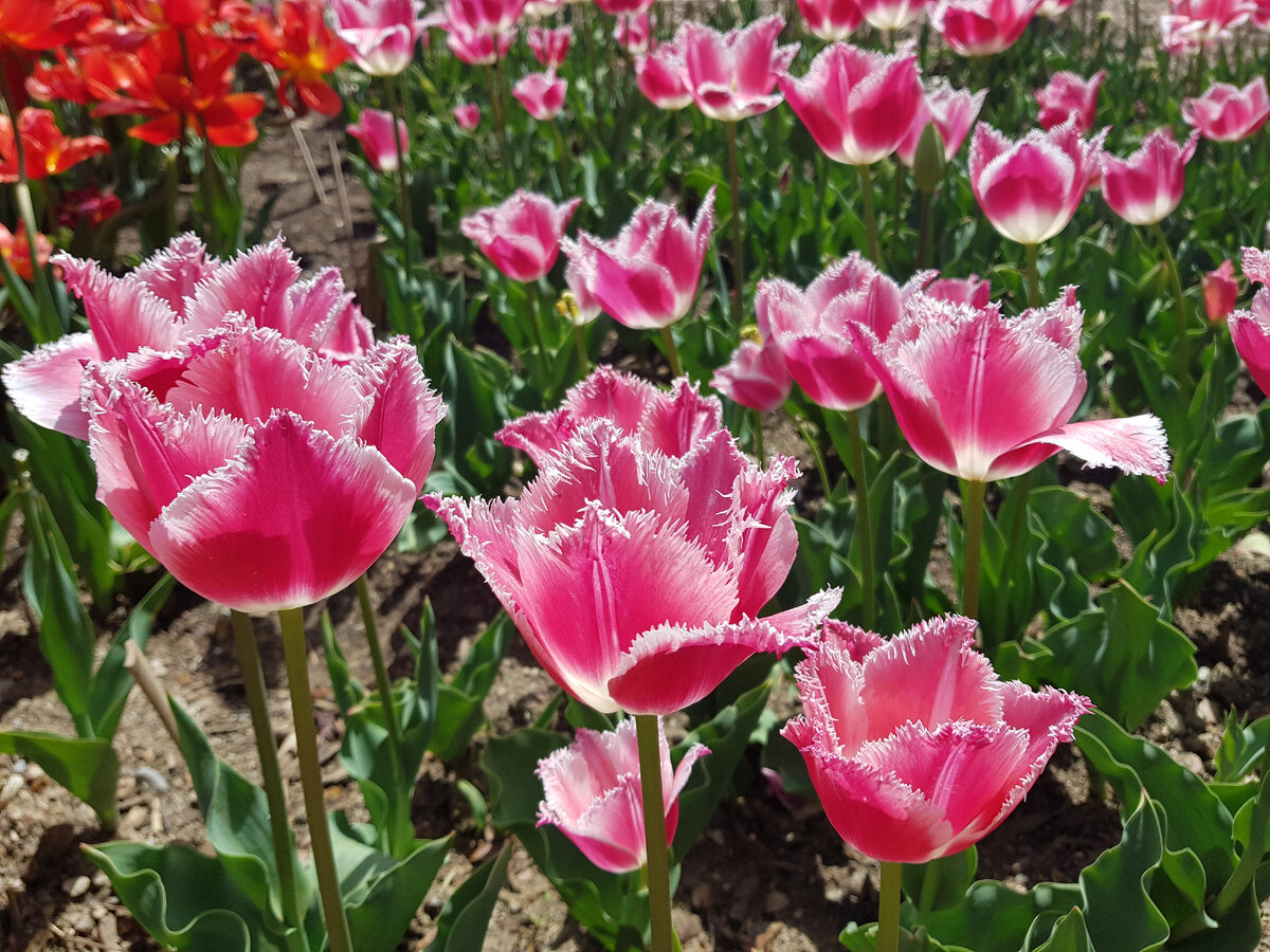 Ялта. Парад тюльпанов. Фото Анна Карпенко. 