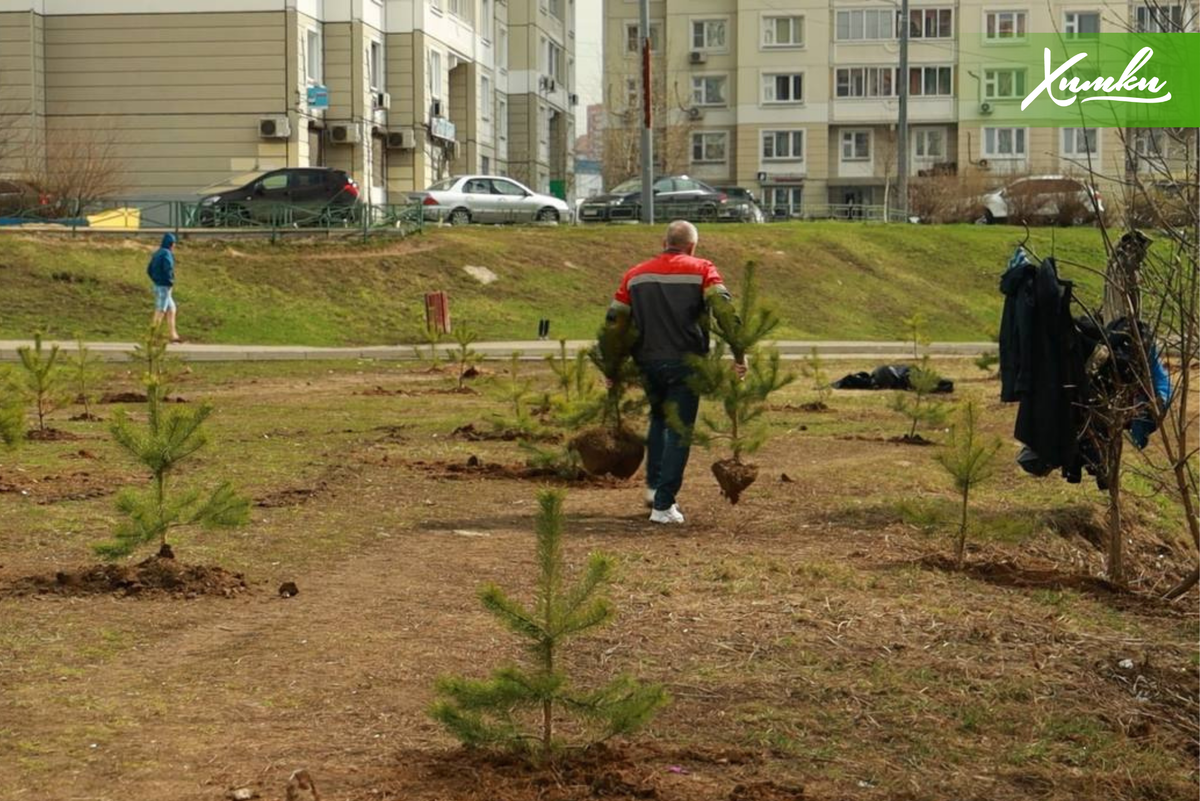 В Химках высадили 200 деревьев | Администрация г.о. Химки | Дзен