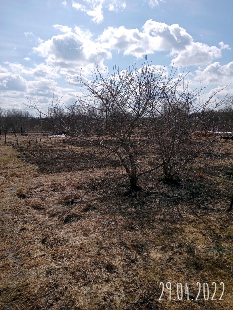 Эти деревья боярышника выращены из семян