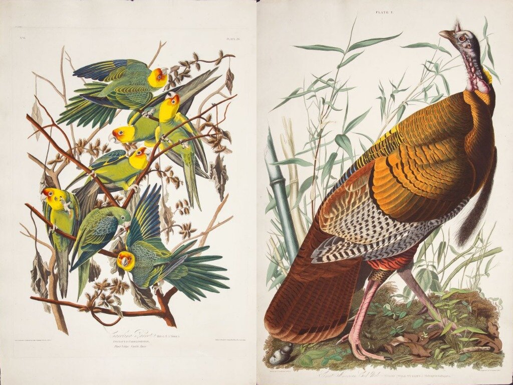 птицы америки 7 букв. орнитология кесслер. птицы америки 7 букв. художник одюбон джон джеймс. птицы америки 7 букв.