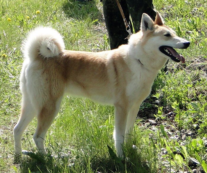 Гуля В.Н.Викулова