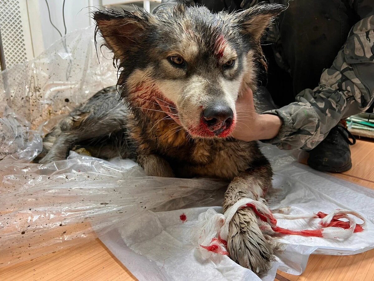 Такой Дакота поступила в приют