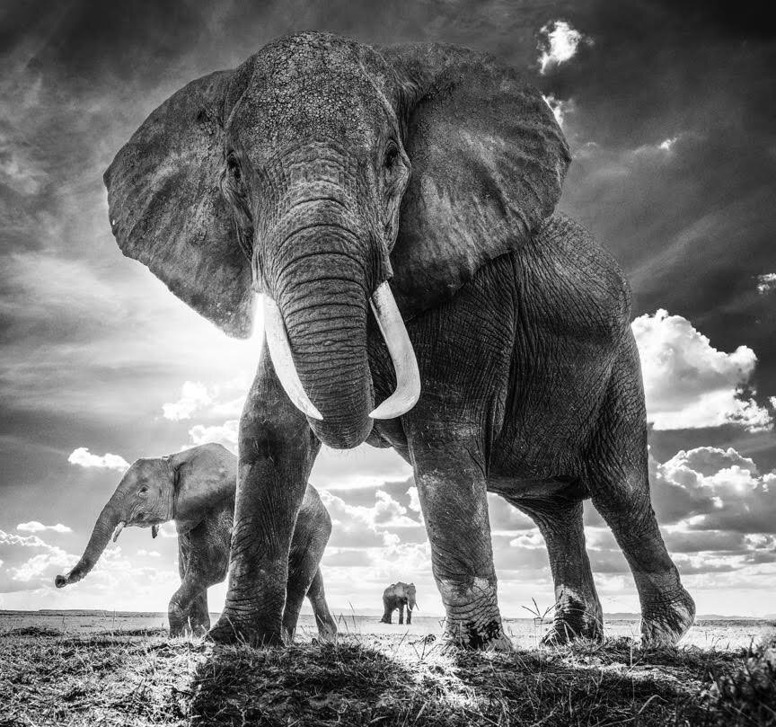  David Yarrow Photography /    / * 1966 (      )