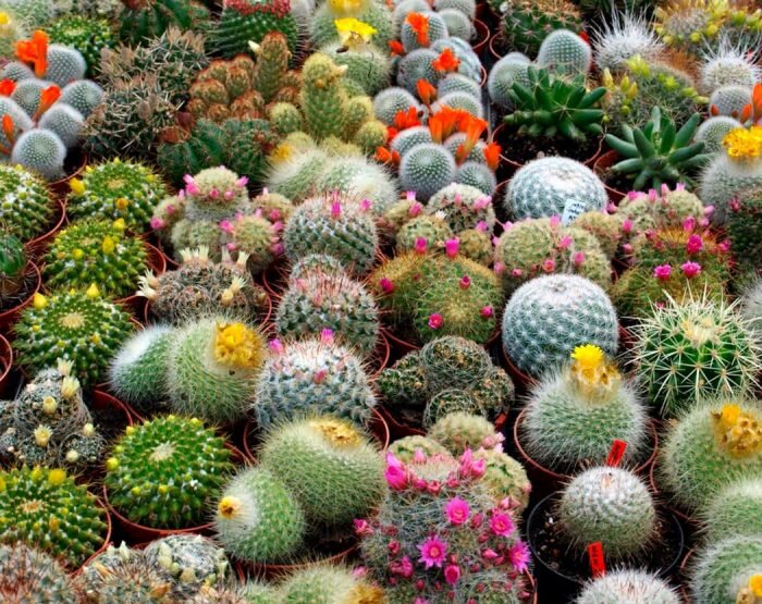  Многолетнее цветущее растение кактус (Cactaceae) является частью семейства Кактусовые. Данное семейство разделяют на 4 подсемейства. Интересно, что название «кактус» пришло из греческого языка.