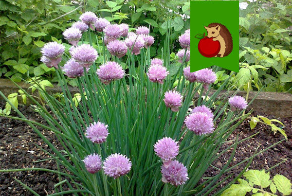 Фото: http://www.zvetomania.ru/sites/default/files/styles/product_thumbnail/public/images/2014/06/shnitt-luk-lukovica-211.jpg?itok=Nv5LmSrT