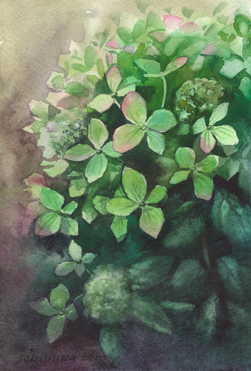 Зелёная гортензия. Вариант 1.
