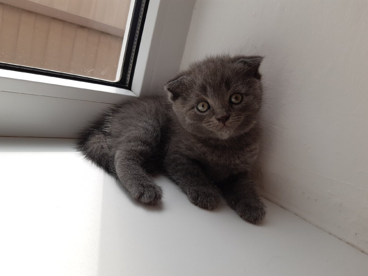 Котенок