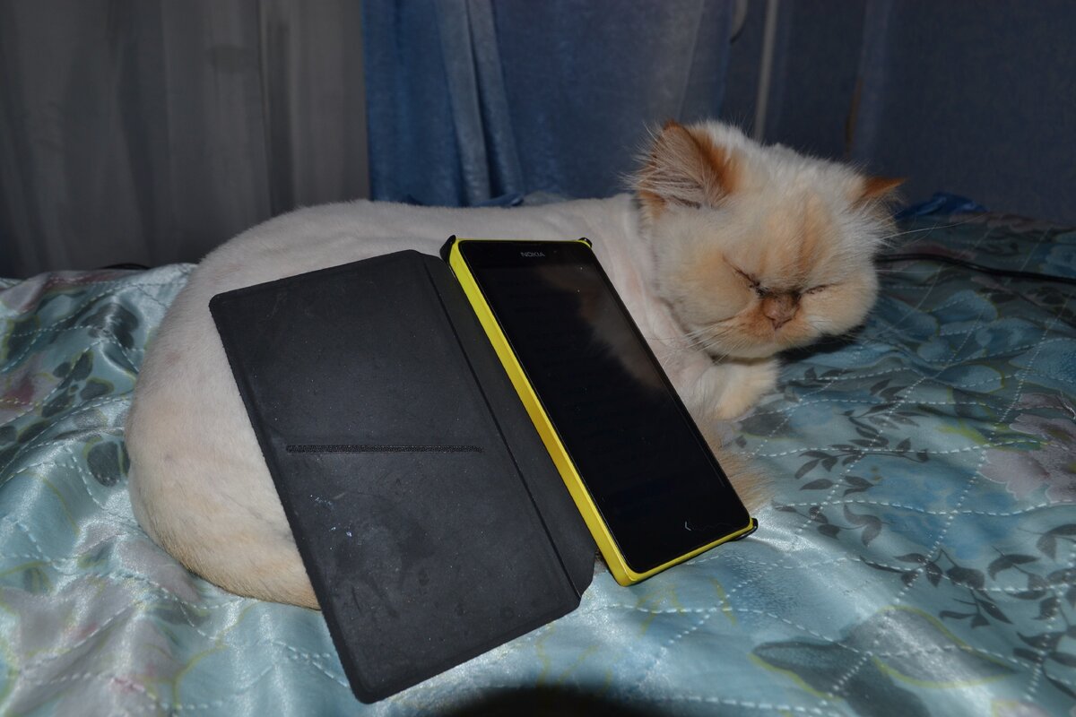 Люсинда. Выросла в очень флегматичную кошку. С охранными навыками собаки - чужих не любила.