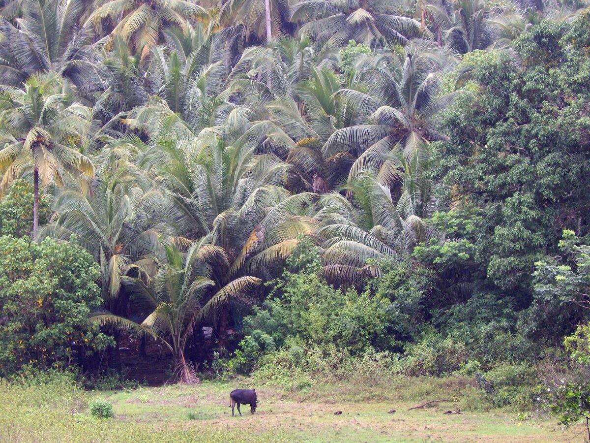 Дождь в экваториальном лесу