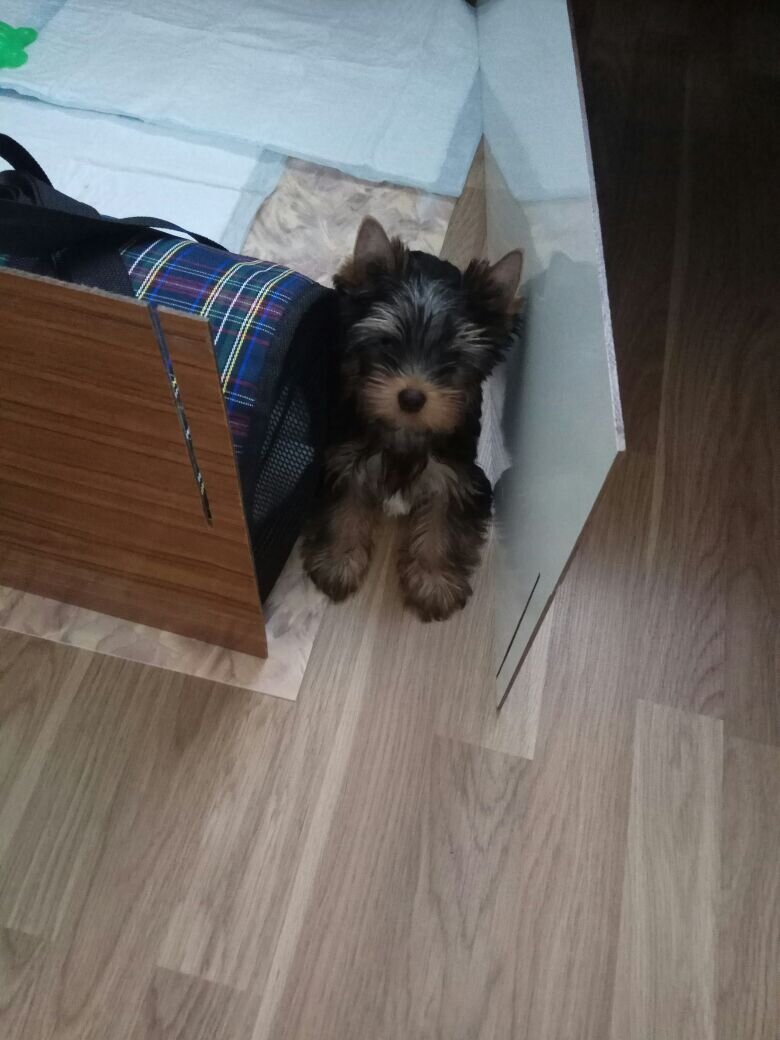 Первое фото Монти дома