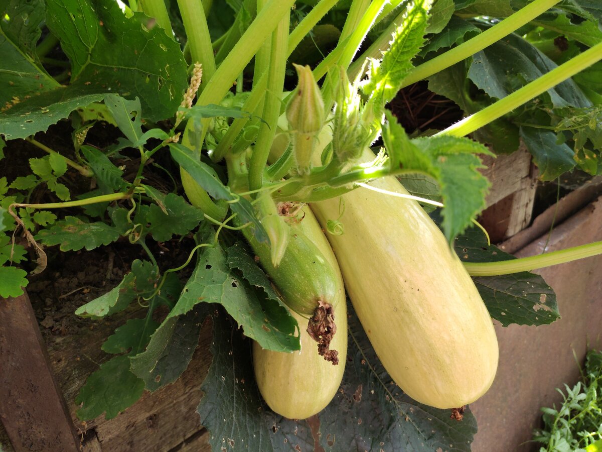 Кому нужны кабачки?