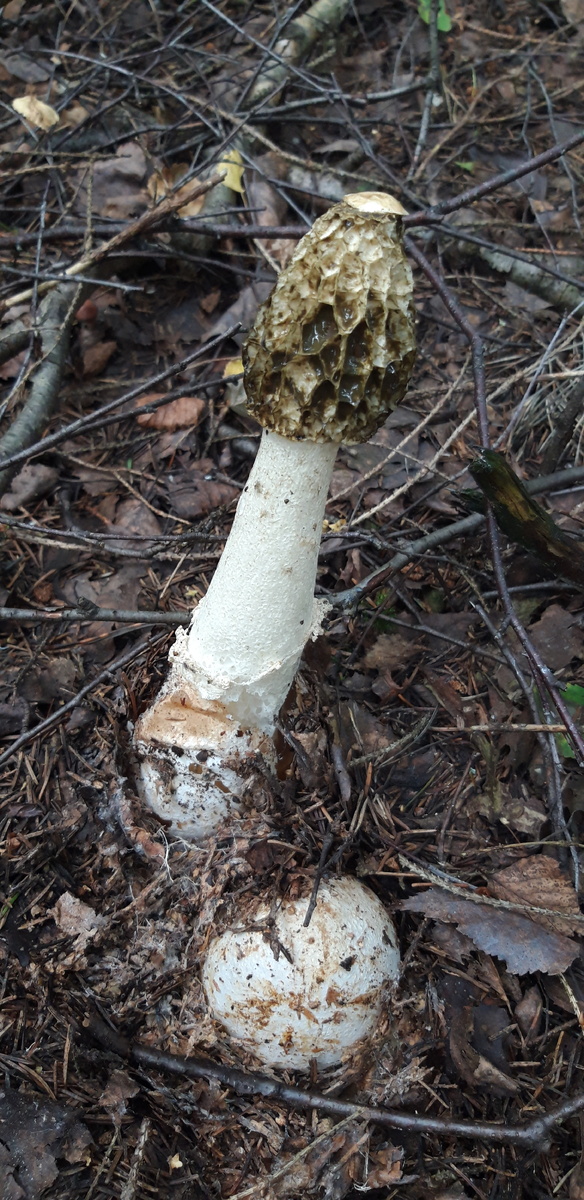 Веселка обыкновенная (Phallus impudicus), или Фаллюс нескромный: взрослый гриб и молодое плодовое тело в виде яйца