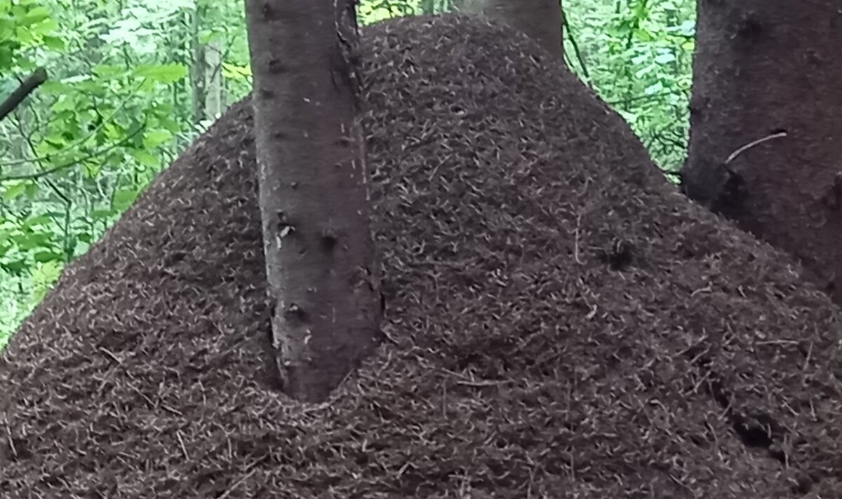 Большой муравейник