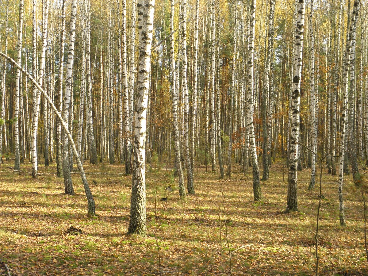 Палеев берёзы