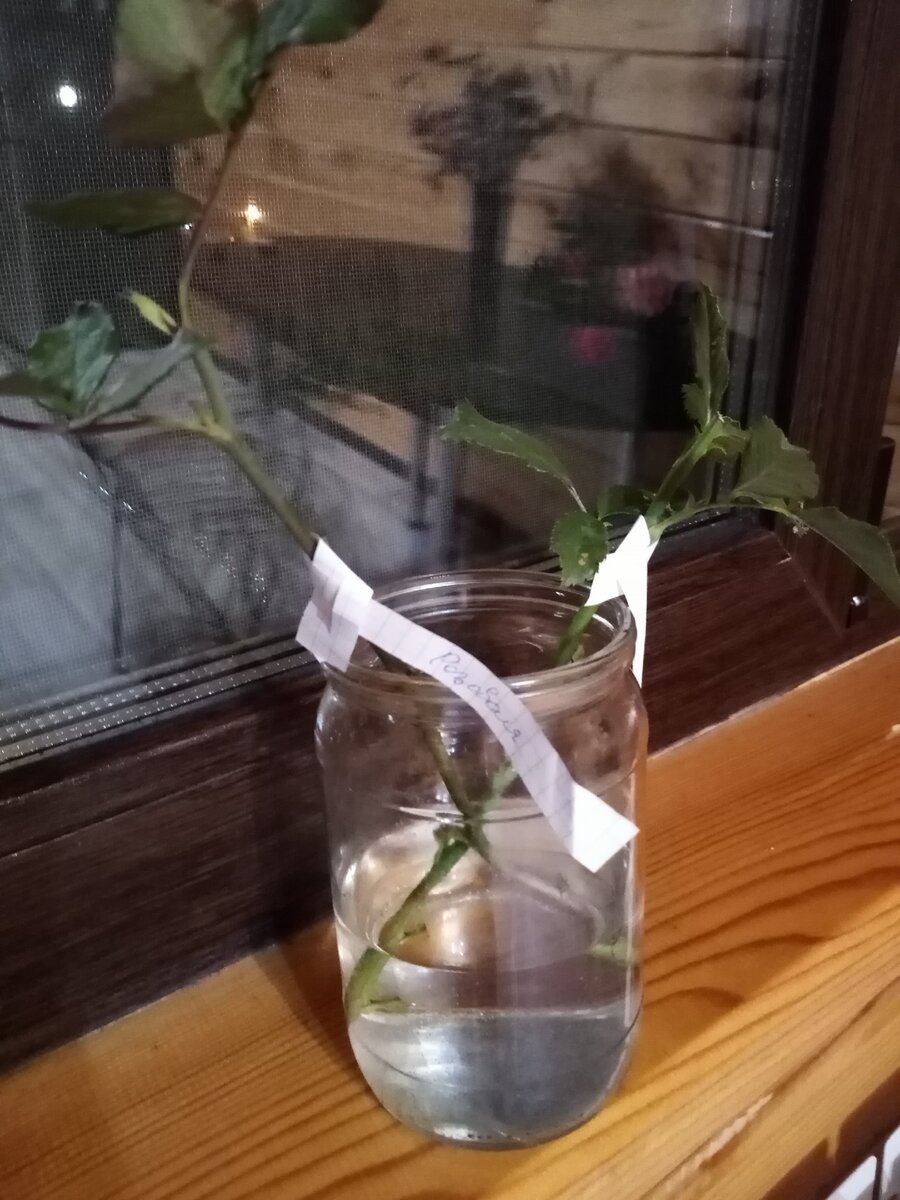 2 черенка. Так делать можно 