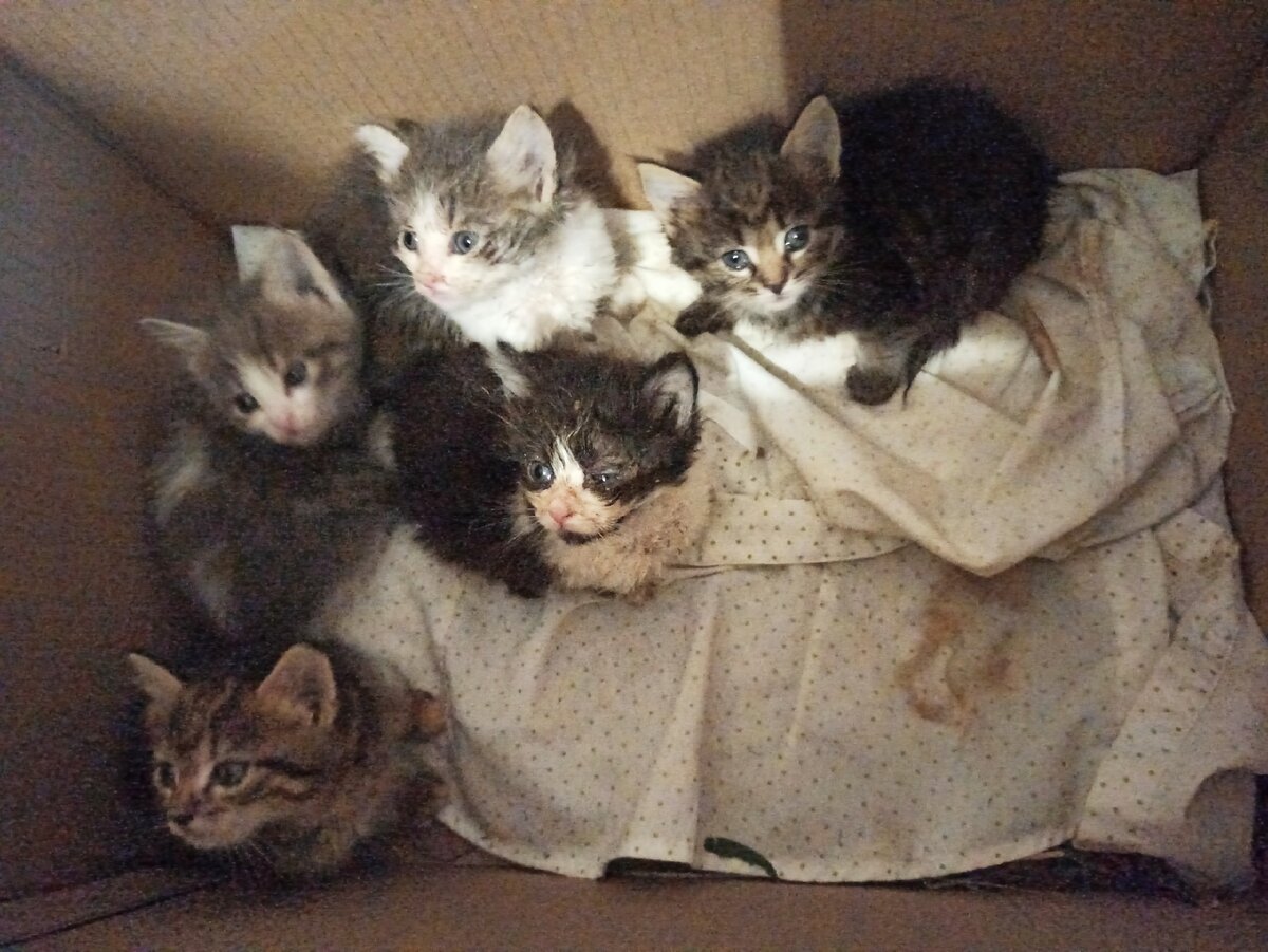 Малышам не нашлось места даже в подъезде.