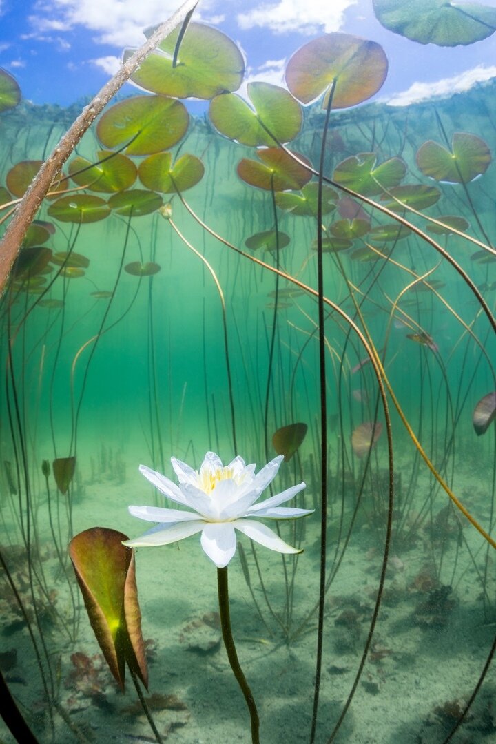 Цветок лотоса. Фот: Реми Массон