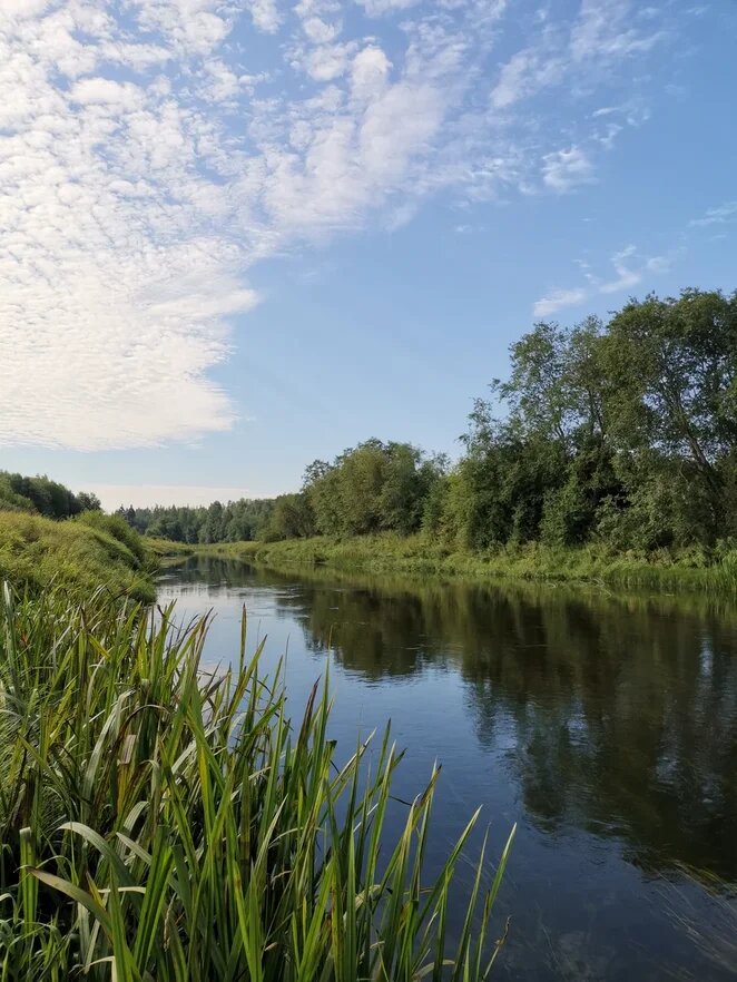 Клевое место на реке Оредеж