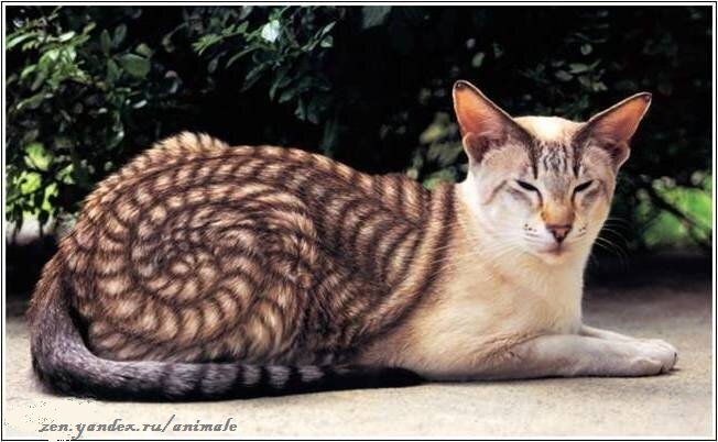 Крашенный кот - zen.yandex.ru/animale