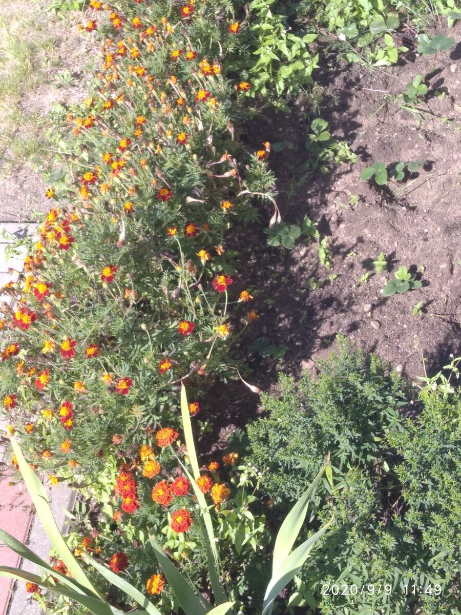 В этом году сестра подарила молодую клубнику.