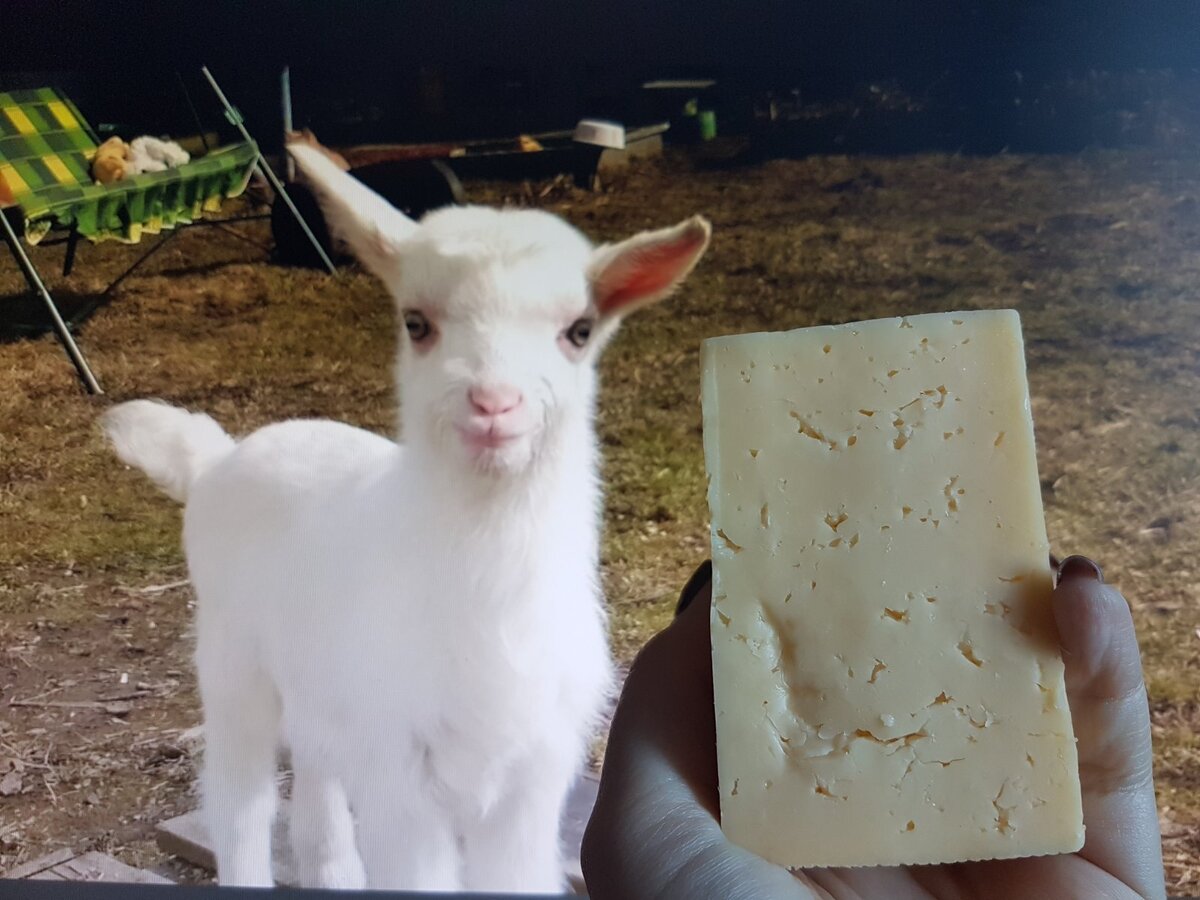 Сыр и козлёнок