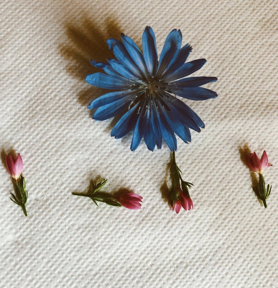 Инсталяция из полевых цветов на салфетке. Алиса, 5 лет