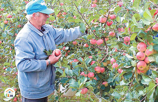 Сосед селекционер собирает яблоки у себя на участке.