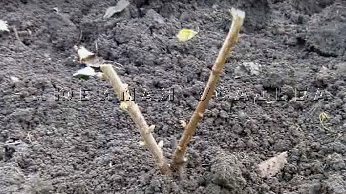 Однолетний кустик черной смородины, выращенный из черенка