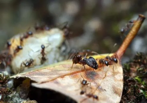 Эти муравьи направляются в свои скромные жилища