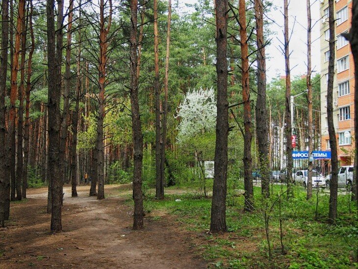 Парк северный лес воронеж фото В домах близ Северного леса опрашивают людей, о рубке леса "Северный Район" Воро