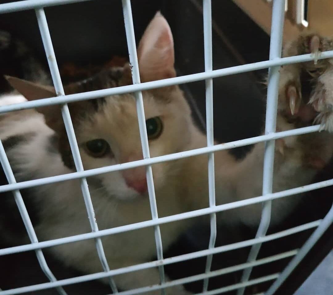 Не смотря на свои травмы, кот не готов был просто так сдаться!  Буянил в переноске оставшимися здоровыми лапами. 