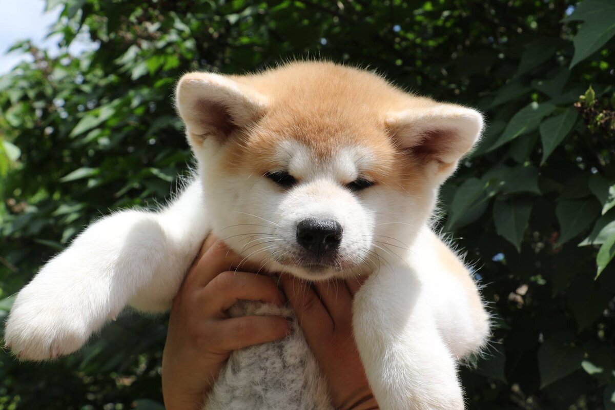 Akita Inu Zucht in Deutschland