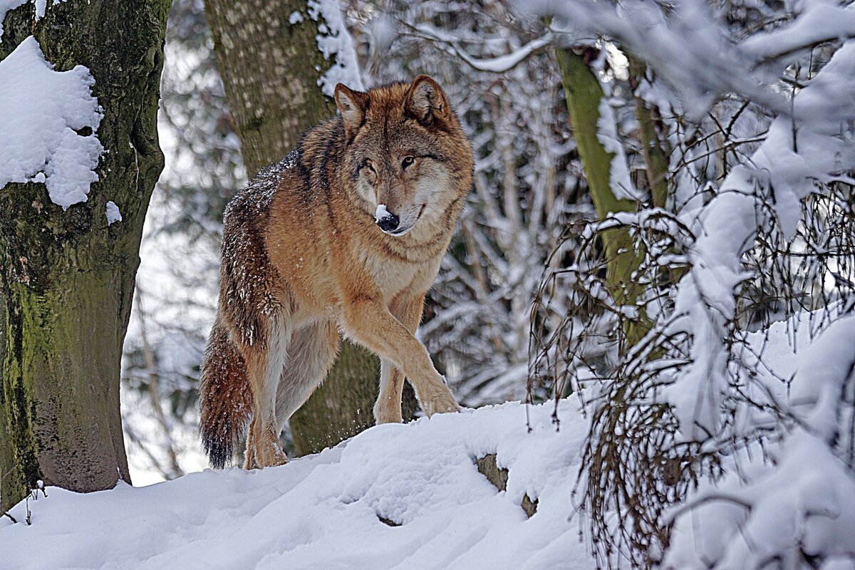 По волчьим сериальным законам: захватывающие истории о жизни волков