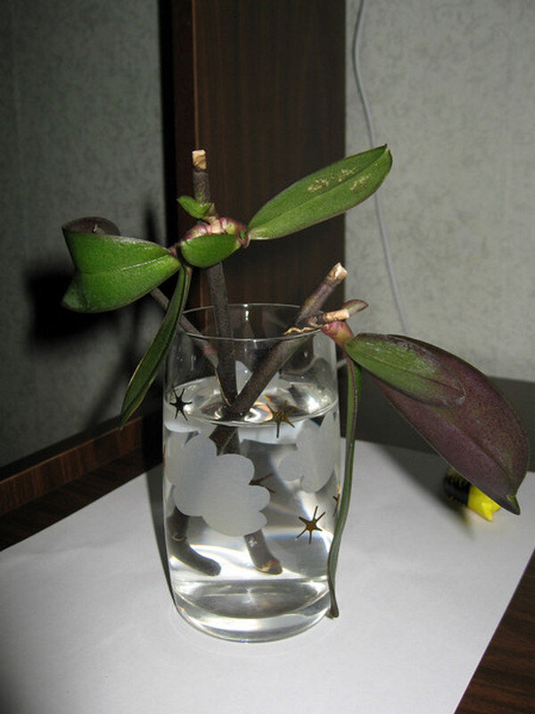 Фаленопсис - размножение орхидеи естественным способом, без цитокининовой пасты.