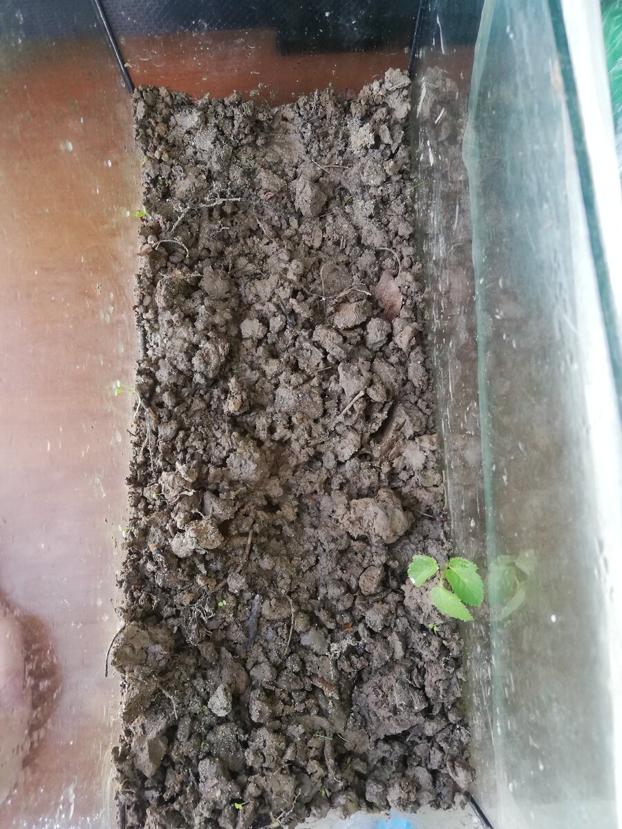 Первая растительность