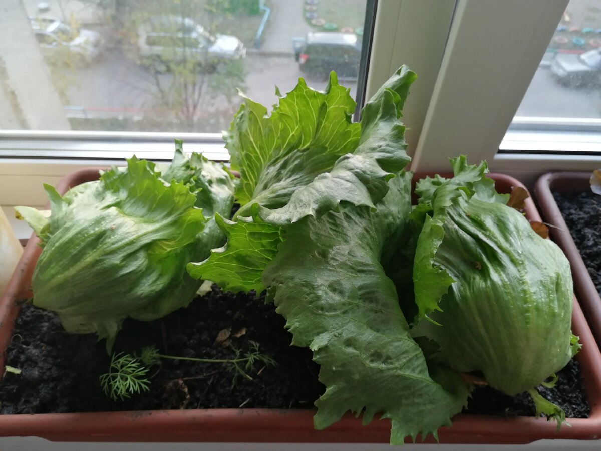 Сажала в разные емкости, что бы посмотреть, в какой лучше будет расти