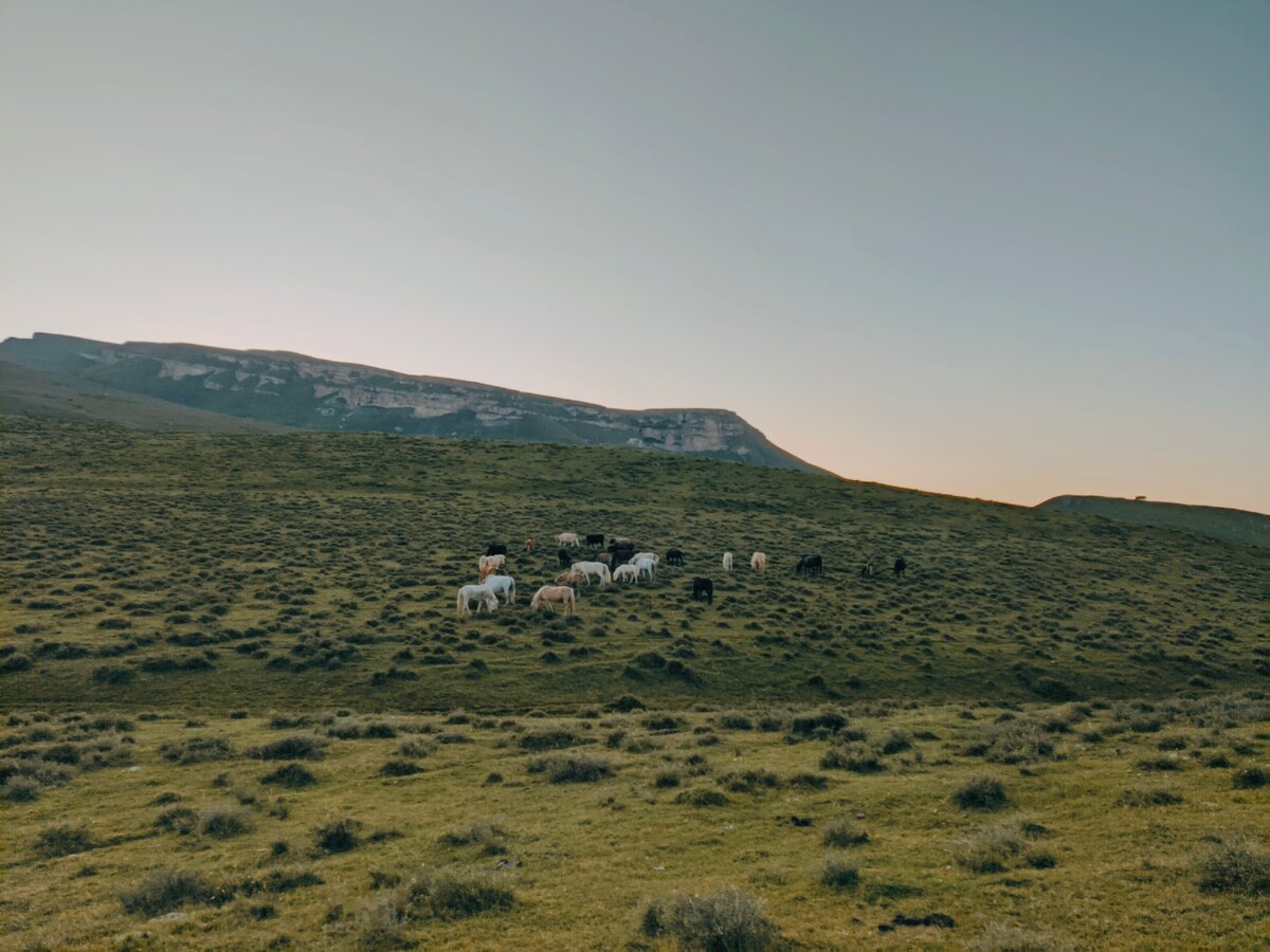 пасутся лошадки в горах (гора Маяк)