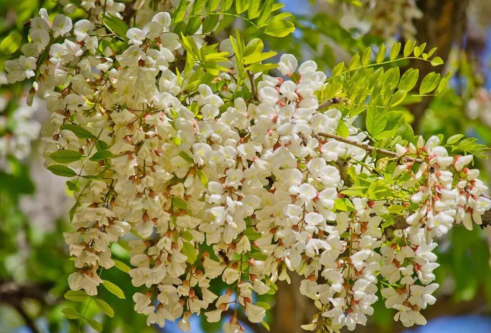 Акация белая кустарник