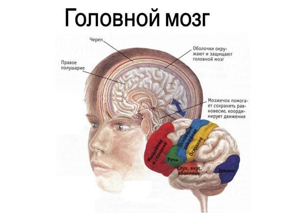 Строение мозга и его отделы. Будет полезно. ;)