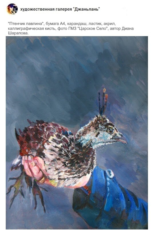 павлин, птенчик, самочка