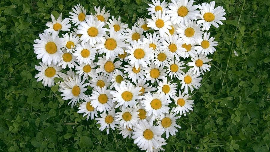 из интернета